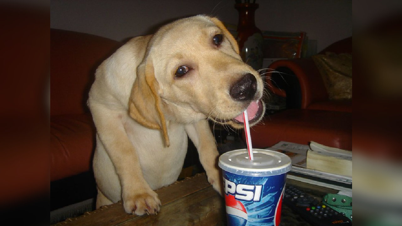 foto de cachorro